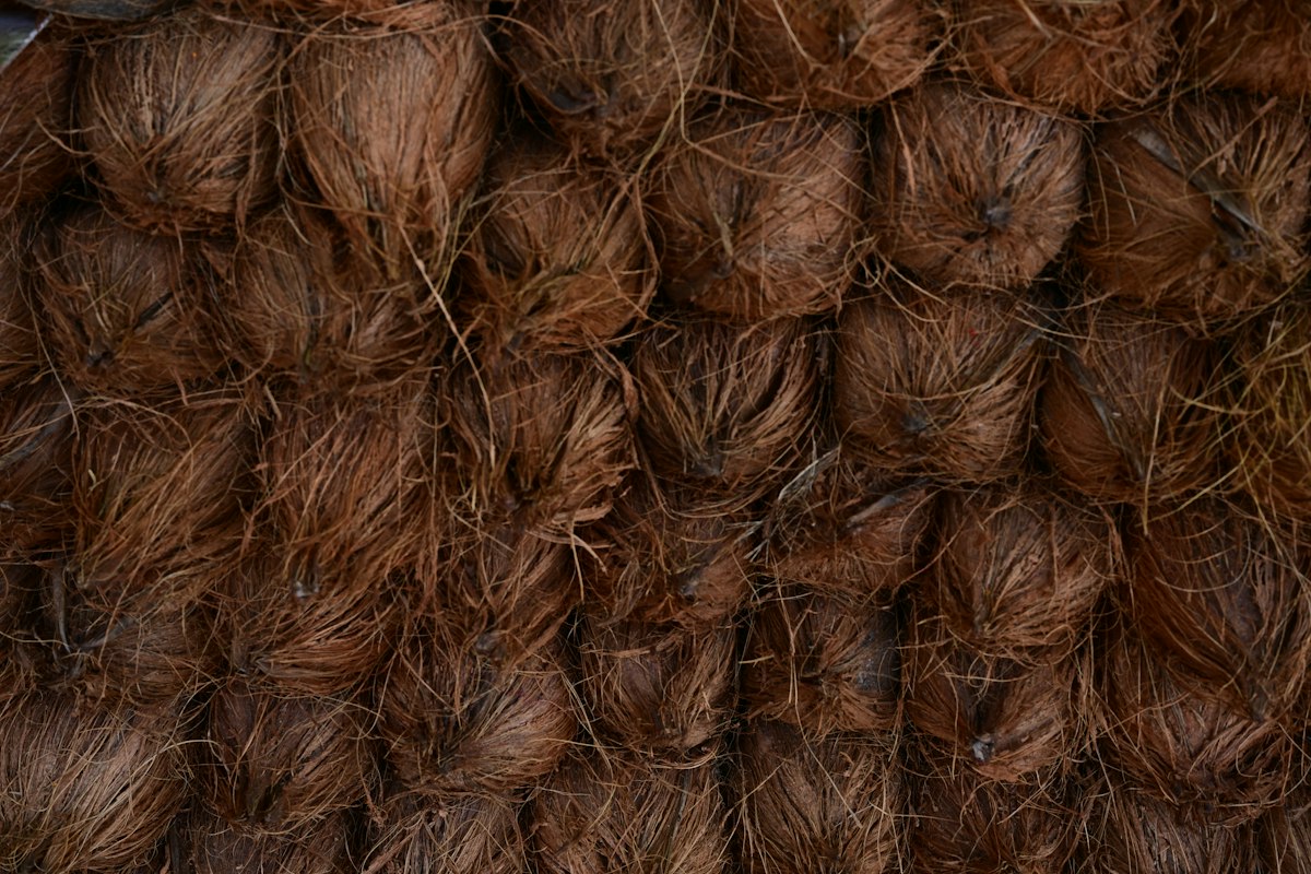 Close-up of natural coconut coir fiber