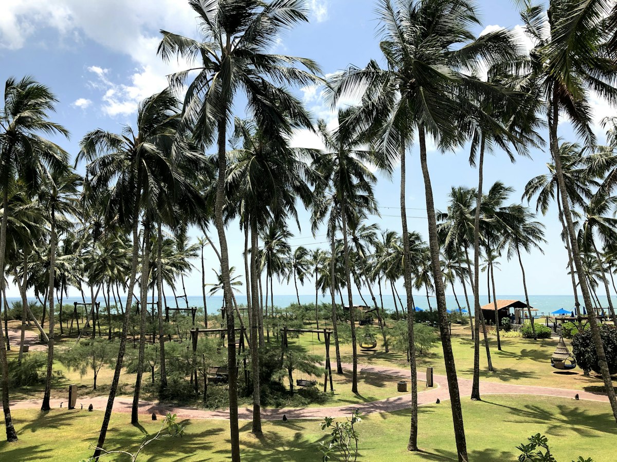 Coconut palm plantation, a renewable resource